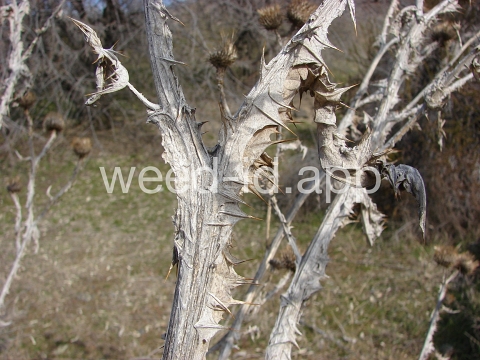 thistle, Scotch